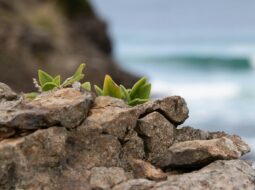 Adaptability